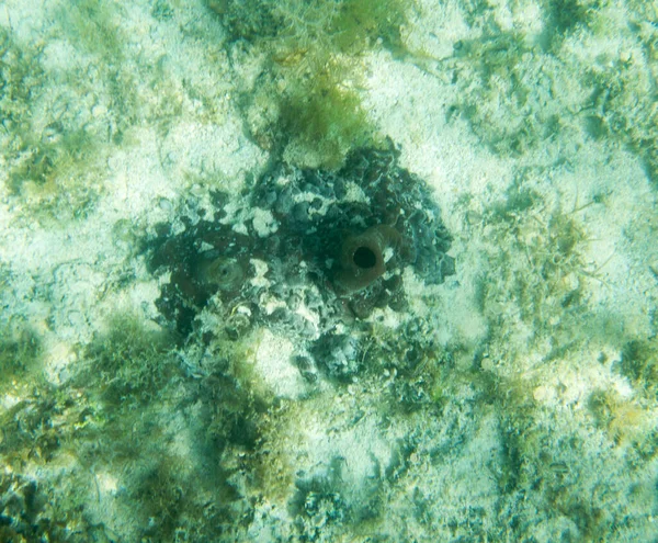 Sea Sponges View Lagoon New Caledonia — Stock Photo, Image
