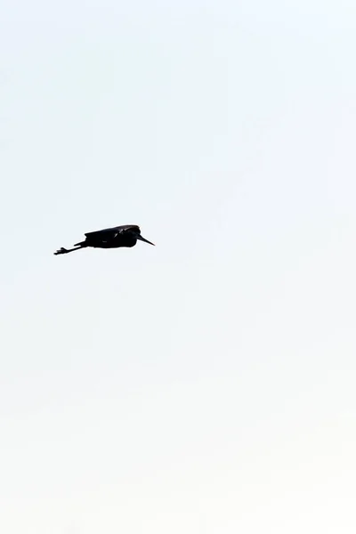 Una Silueta Sobre Cielo Blanco Garza Voladora — Foto de Stock