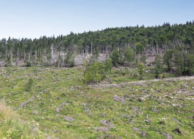 İtalya, Asiago yakınlarındaki ormanda binlerce ağaç devrilmiş.