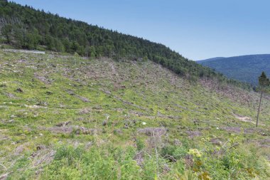 İtalya, Asiago yakınlarındaki ormanda binlerce ağaç devrilmiş.