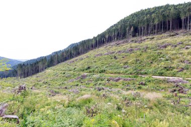 İtalya, Asiago yakınlarındaki ormanda binlerce ağaç devrilmiş.
