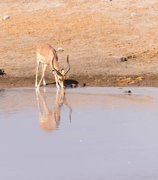 Imagem Impala Água Potável Namíbia — Fotografia de Stock
