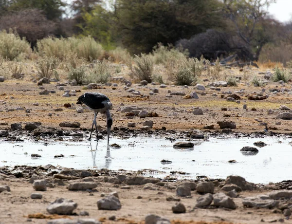 Vue Cigogne Marabou Dans Savane Namibienne — Photo