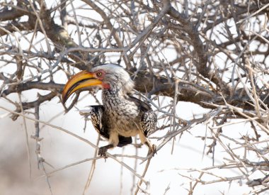 Namibya 'daki sarı gagalı güney fotoğrafı.
