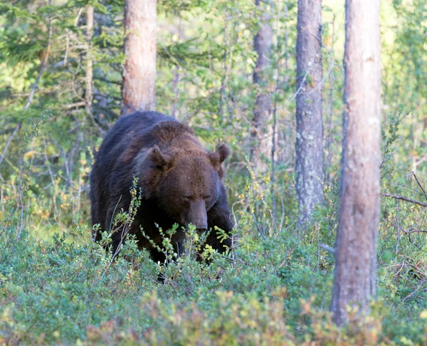 Foto Von Einem Braunbär Finnland Wald — Stockfoto