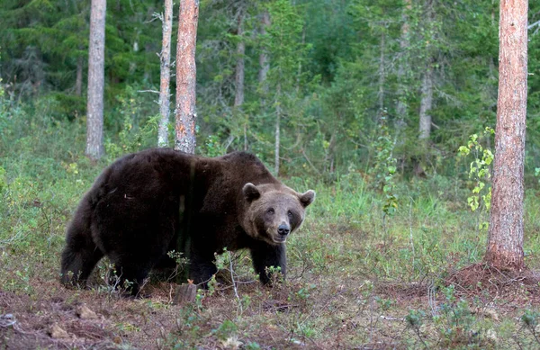 Foto Orso Bruno Legno Finlandia — Foto Stock