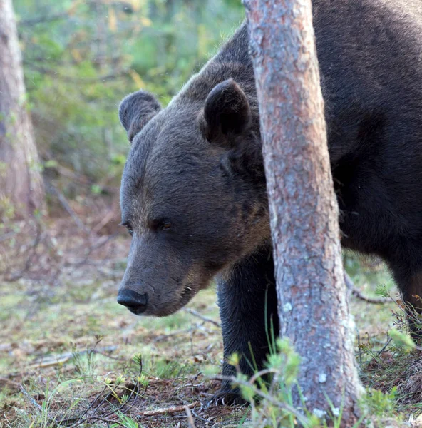 Foto Oso Pardo Madera Finlandia — Foto de Stock