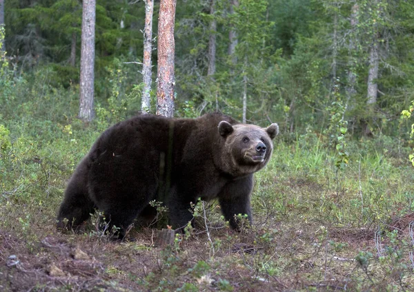 芬兰森林中一只棕熊的照片 — 图库照片