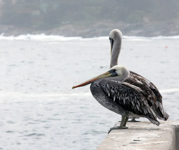 Foto Van Twee Peruaanse Pelikanen Voor Zee — Stockfoto