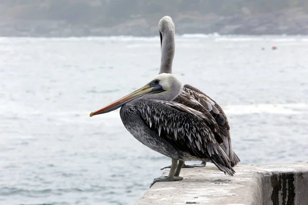 Foto Van Twee Peruaanse Pelikanen Voor Zee — Stockfoto