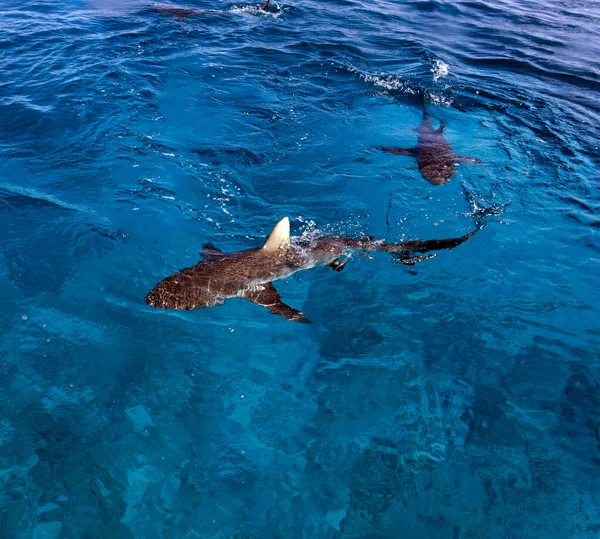 Yeni Kaledonya Köpekbalığı Manzarası — Stok fotoğraf