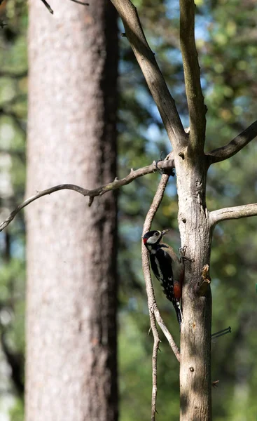 Buntspecht Wald Finnland — Stockfoto