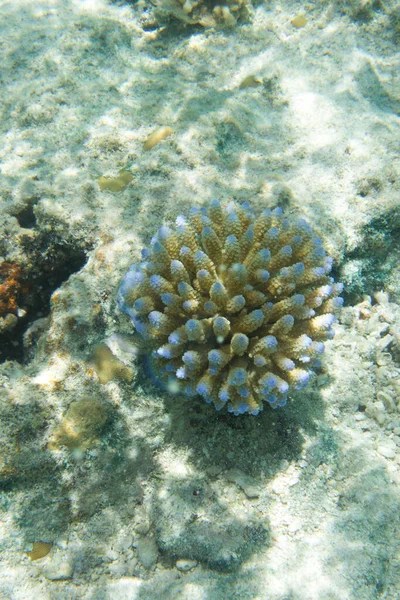 Закрытие Кораллов Акакоры Новой Каледонии — стоковое фото