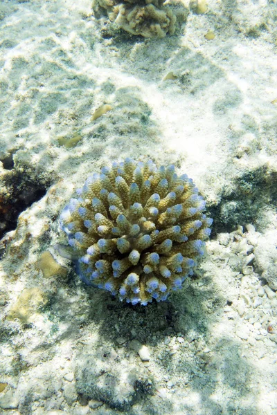 Κοντινό Πλάνο Του Κοραλλιού Acropora Στη Νέα Καληδονία — Φωτογραφία Αρχείου