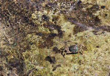 Endonezya 'da bir Grapsus albolineatus görüntüsü