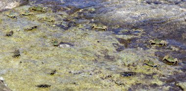 Endonezya 'daki Grapsus albolineatus grubunun görüntüsü