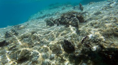 Yeni Kaledonya 'nın güzel resif manzarası