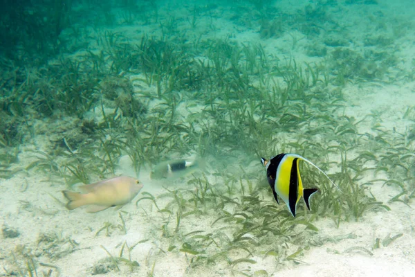 Denizde Zanclus Cornutus Balığı Manzarası — Stok fotoğraf