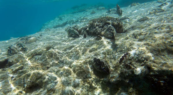 Yeni Kaledonya 'nın güzel resif manzarası