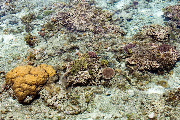 Veduta Della Barriera Corallina Nella Bassa Marea Indonesia — Foto Stock