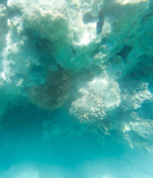 Beautiful Reef Landscape New Caledonia — Stock Photo, Image