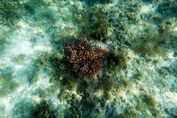 サンゴ礁のビュー — ストック写真