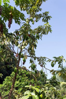 Seyşeller 'deki mango bitkisinin manzarası