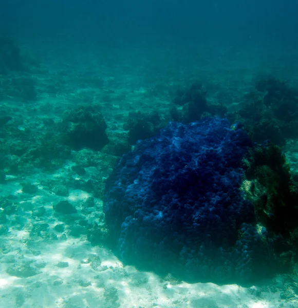 Vue Corail Bleu Nouvelle Calédonie — Photo