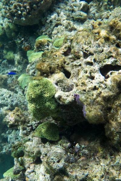Veduta Del Paesaggio Marino Con Coralli Nuova Caledonia — Foto Stock