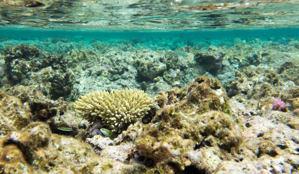 Blick Auf Das Meer Mit Akropora Korallen Neukaledonien — Stockfoto