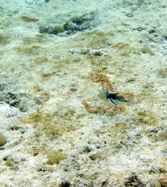 View Seascape Lagoon Triggerfish New Caledonia — Stock Photo, Image