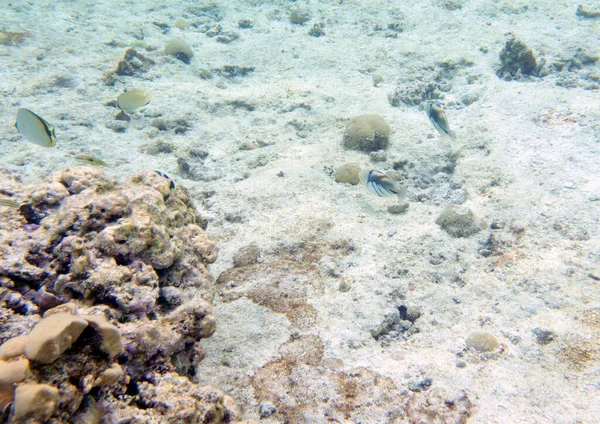 Vista Paisagem Marinha Com Triggerfish Lagoa Nova Caledônia — Fotografia de Stock
