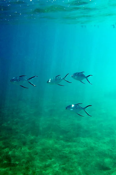 View Carangidae Fishes New Caledonia — Stock Photo, Image