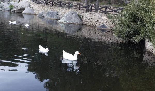 Pohled Římské Husy Plavající Jezeře Itálie — Stock fotografie