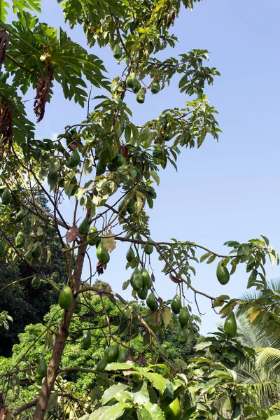 Veduta Della Pianta Mango Alle Seychelles — Foto Stock