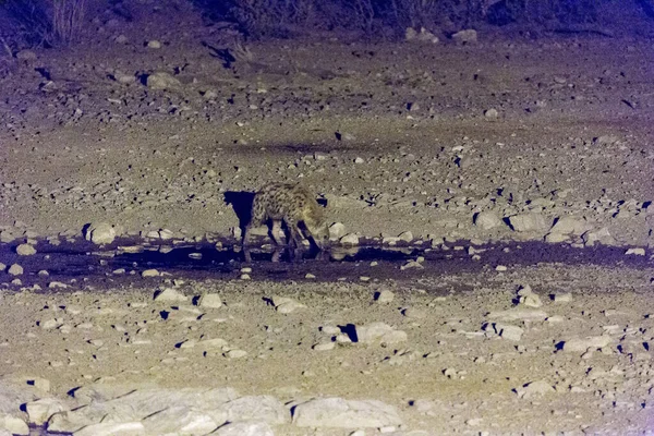 Een Hyena Bij Waterput Nachts Namibië — Stockfoto