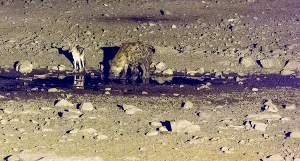 纳米比亚 一只鬣狗和美洲驼在夜间的水坑里喝水 — 图库照片