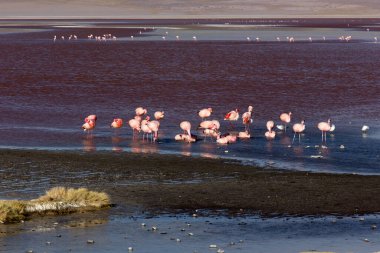Göl, Bolivya 'da pembe flamingo kuşlarının görüntüsü