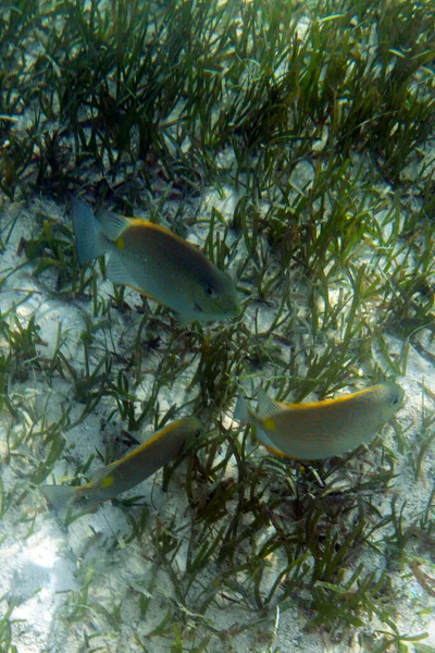 Kleine Groep Perciformes Vissen Indonesië — Stockfoto