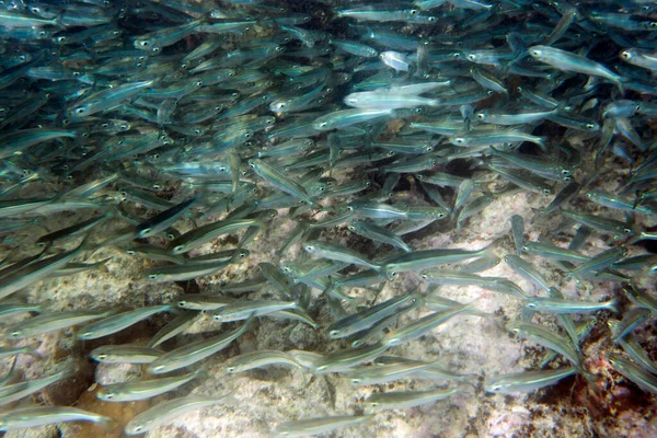 Gran Cantidad Peces Aterina Indonesia —  Fotos de Stock