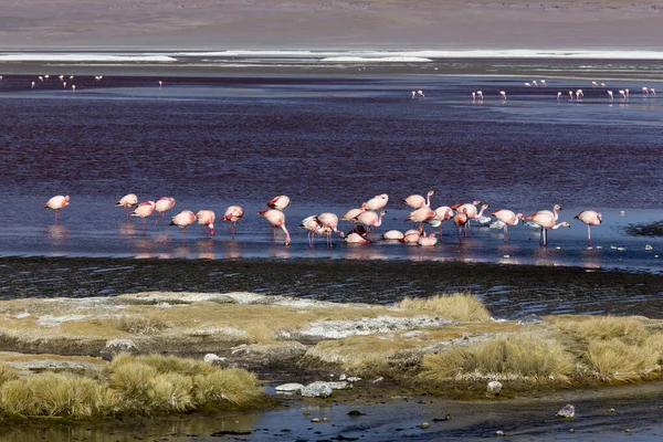 ボリビアのラグーンでのピンクのフラミンゴの鳥の眺め — ストック写真