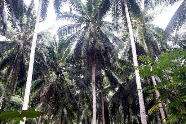 Vue Végétation Dans Les Îles Togiennes Principalement Palmiers Indonésie — Photo