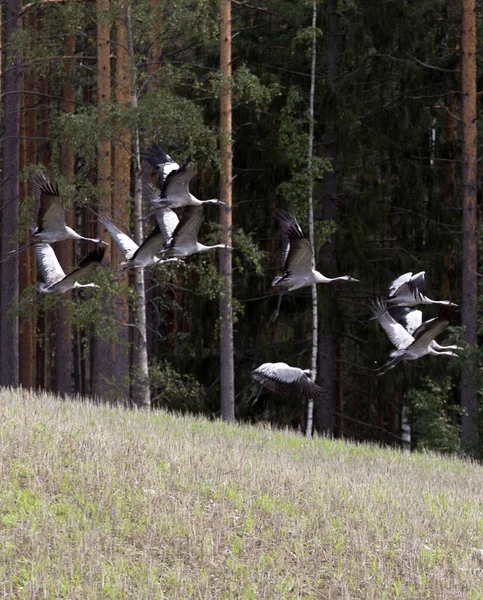 Stor Grupp Kranar Som Flyger Finland — Stockfoto