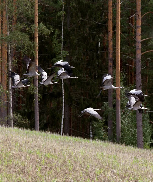フィンランドで飛ぶクレーンの大規模なグループ — ストック写真