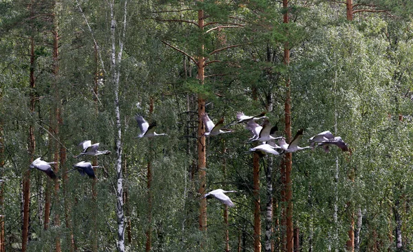フィンランドで飛ぶクレーンの大規模なグループ — ストック写真