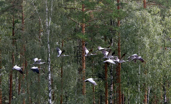 Stor Grupp Kranar Som Flyger Finland — Stockfoto