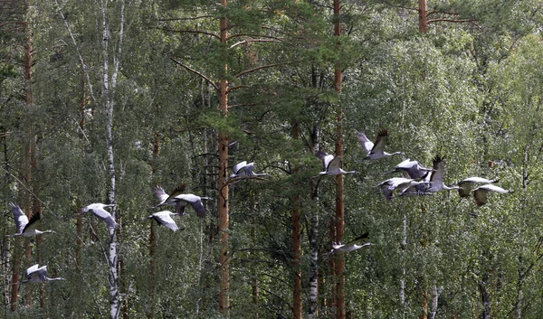 Stor Grupp Kranar Som Flyger Finland — Stockfoto