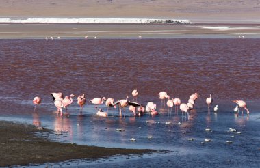 Bolivya 'da büyük bir pembe flamingo grubu
