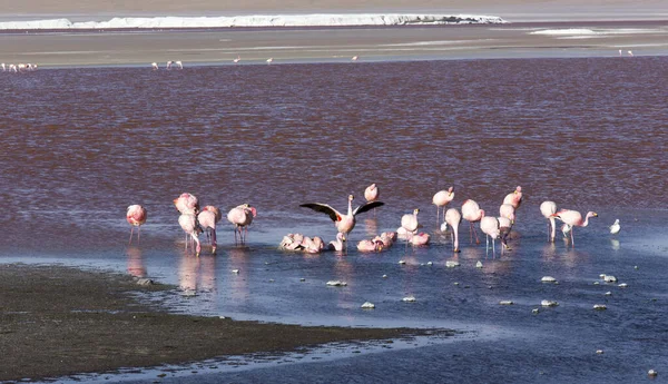 ボリビアのピンク色のフラミンゴの大きなグループ — ストック写真