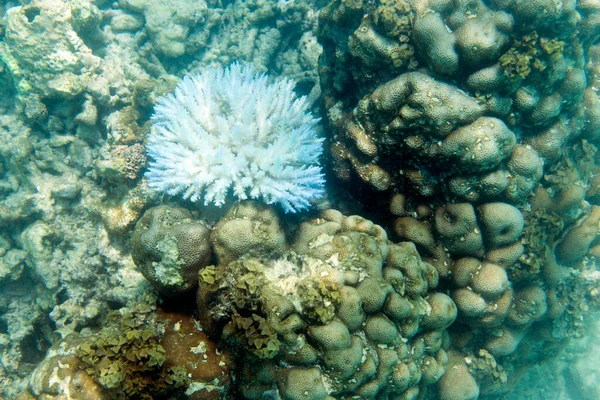 気候変動はセーシェルでサンゴを殺しています — ストック写真